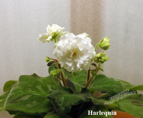  Harlequin 