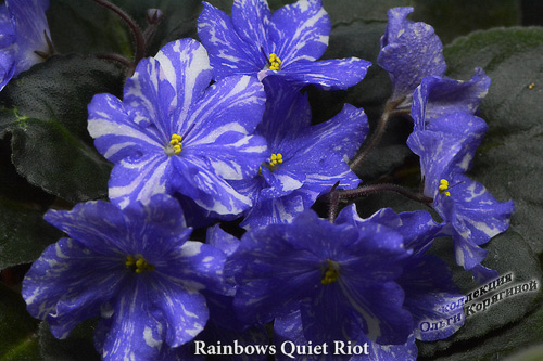  Rainbows Quiet Riot 