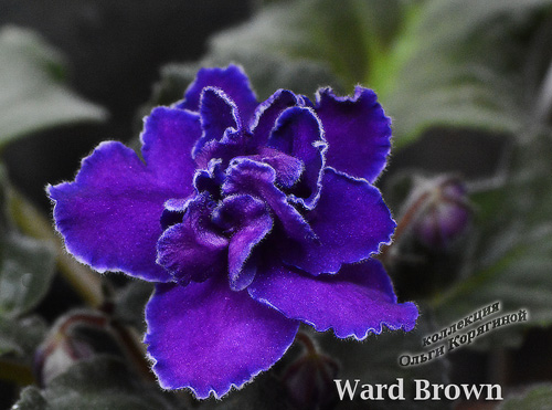  Ward Brown 