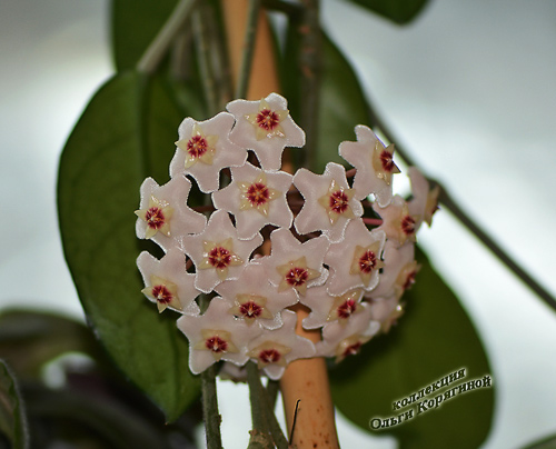  Hoya Carnosa 