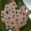 Hoya Carnosa