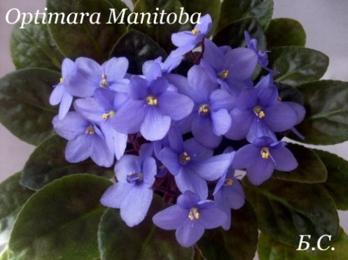  Optimara Manitoba 