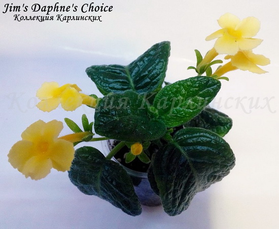  Jim's Daphne's Choice 