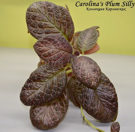  Carolina's Plum Silly 