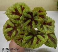  Masoniana 