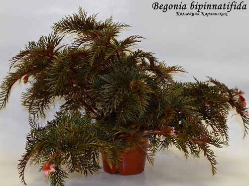  Begonia bipinnatifida 