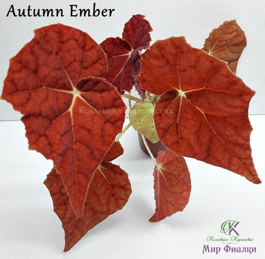  Autumn Ember 
