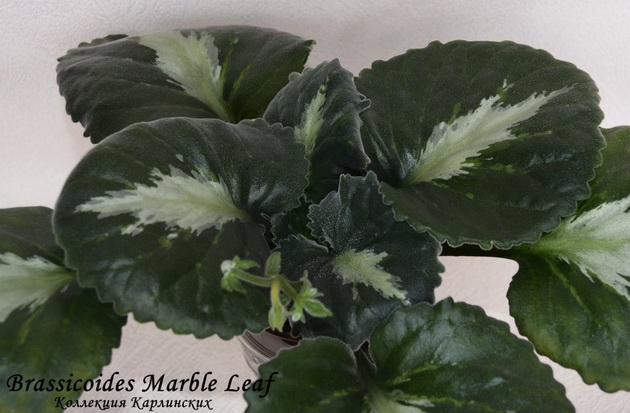  Brassicoides 'Marble Leaf' 