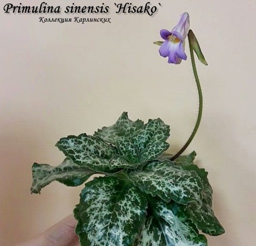  Sinensis Hisako 