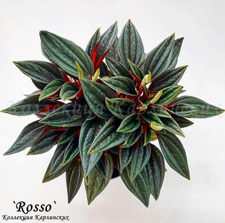  Peperomia caperata 'Rosso' 