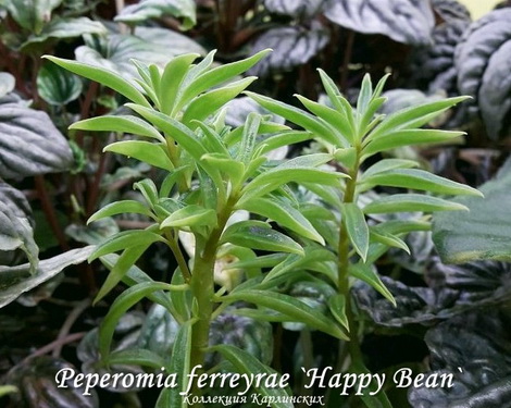  Peperomia ferreyrae 'Happy Bean' 