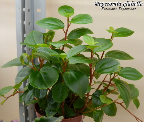  Peperomia glabella 