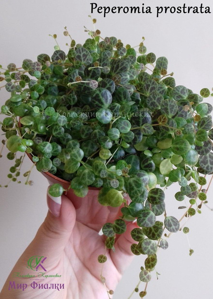  Peperomia prostrata 