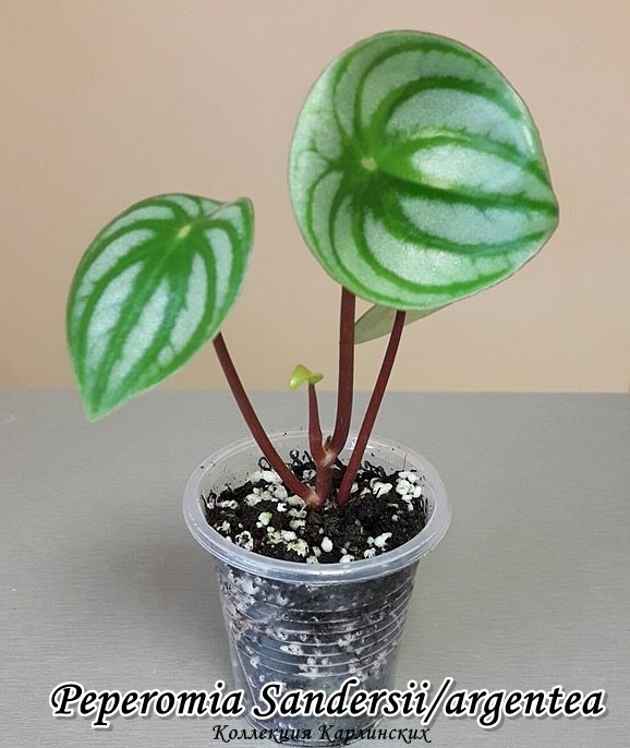  Peperomia Sandersii/argentea 