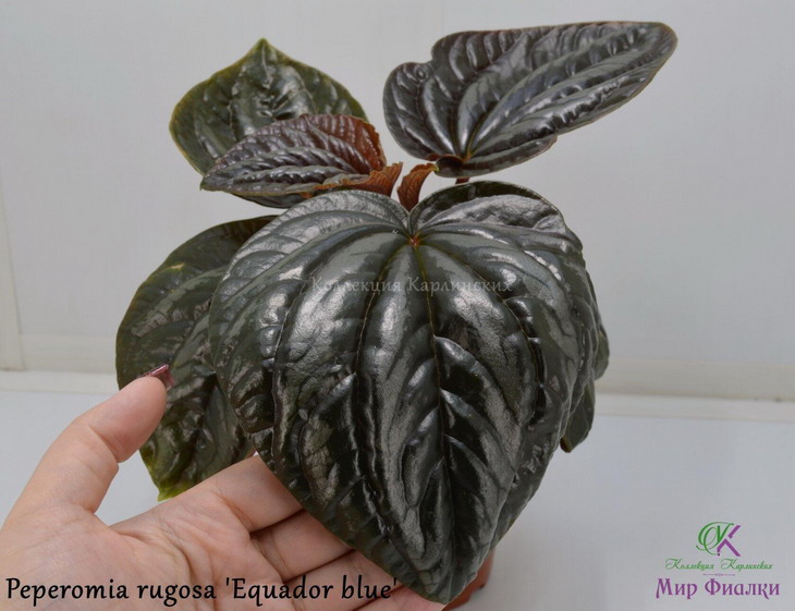  Peperomia rugosa 'Equador blue' 