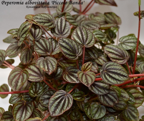  Peperomia albovittata 'Piccola Banda' 