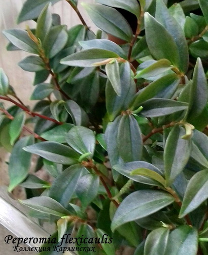  Peperomia flexicaulis 