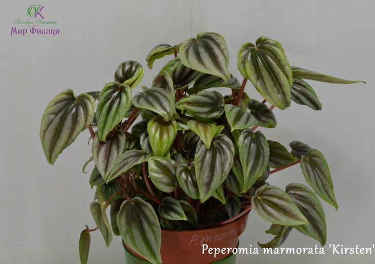  Peperomia marmorata Kirsten 