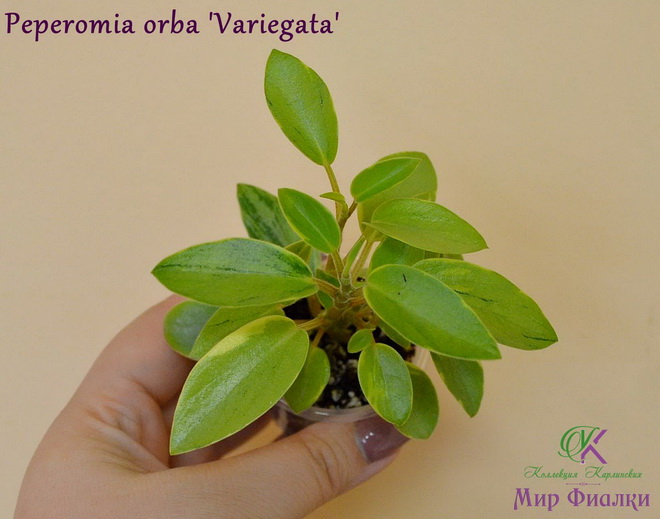  Peperomia orba Variegata 