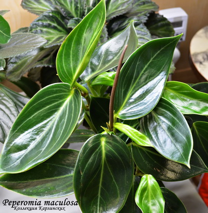  Peperomia maculosa 