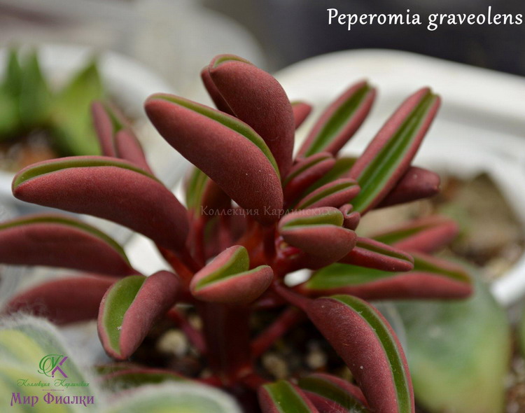  Peperomia graveolens 