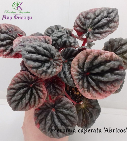  Peperomia caperata 'Abricos' 