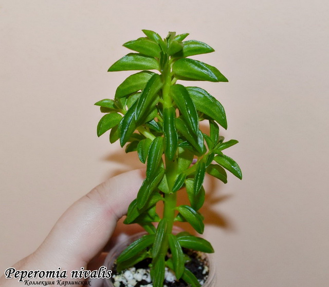  Peperomia nivalis 