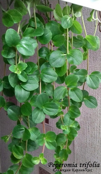  Peperomia trifolia 