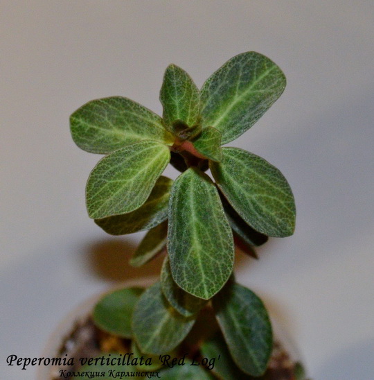  Peperomia verticillata 'Red Log' 