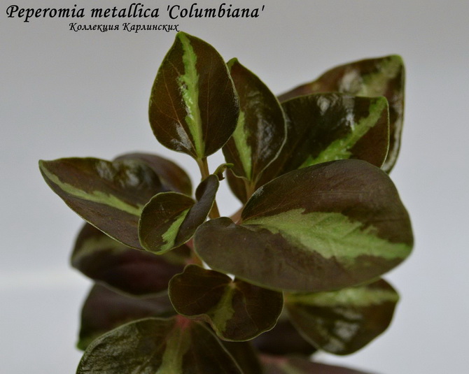  Peperomia metallica 'Columbiana' 