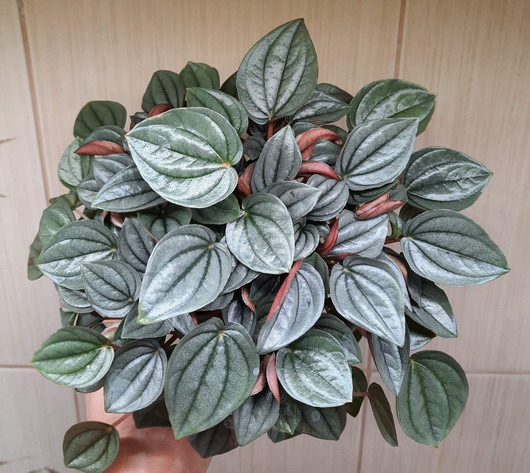  Peperomia caperata 'Napoli Nights' 