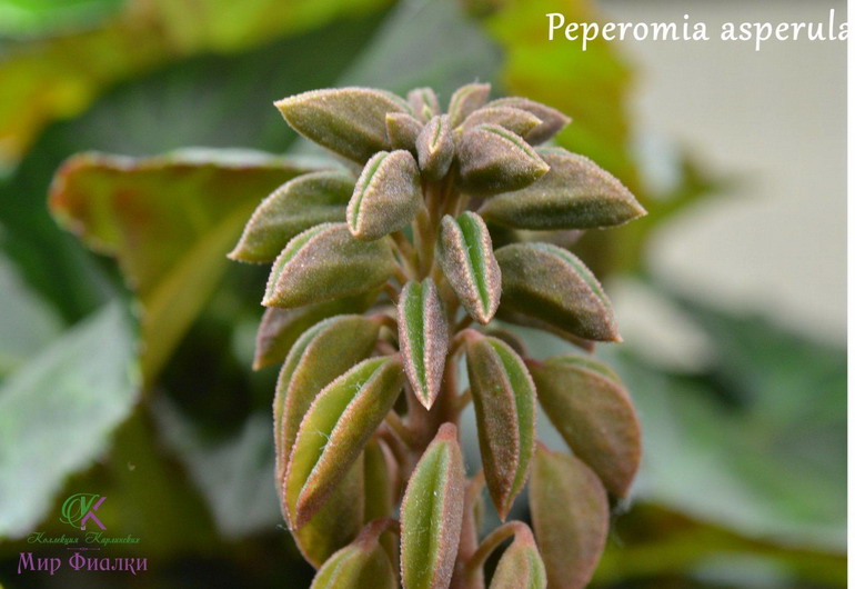  Peperomia asperula 