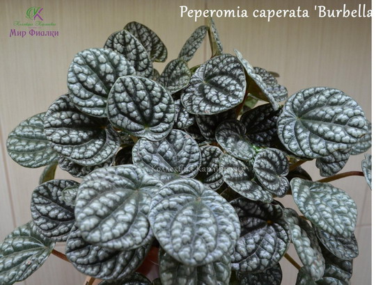  Peperomia caperata 'Burbella' 