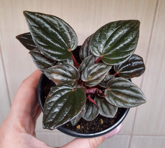  Peperomia caperata 'Brasilia' 