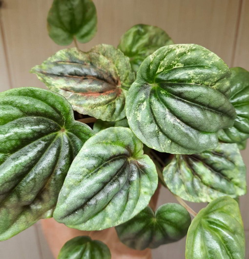  Peperomia caperata 'Olga' 