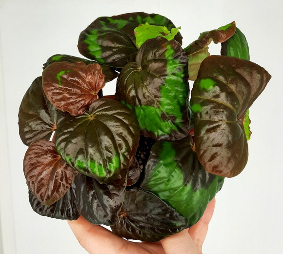  Peperomia rugosa 