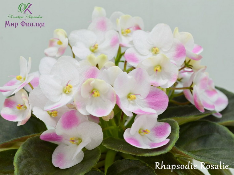 Rhapsodie Ingrid фиалка