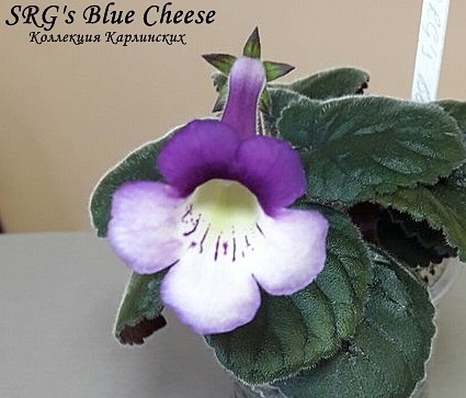  SRG's Blue Cheese 