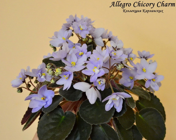  Allegro Chicory Charm 