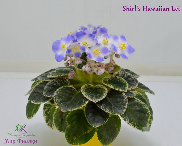  Shirl's Hawaiian Lei 