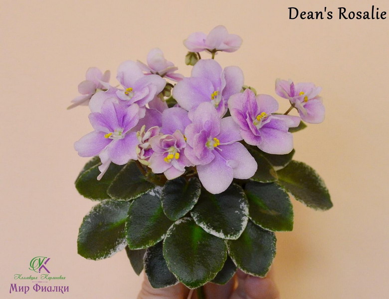  Dean's Rosalie 