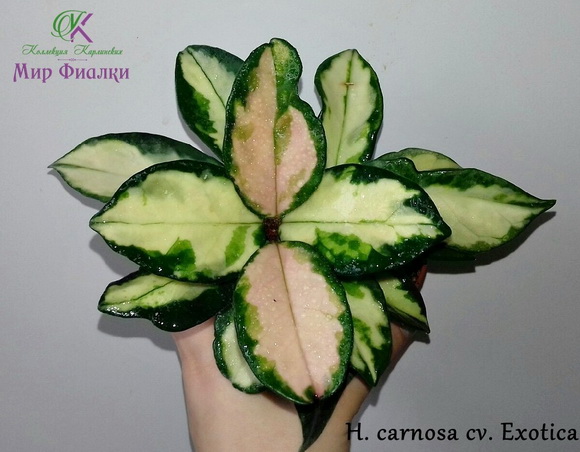  H. carnosa cv. Exotica 