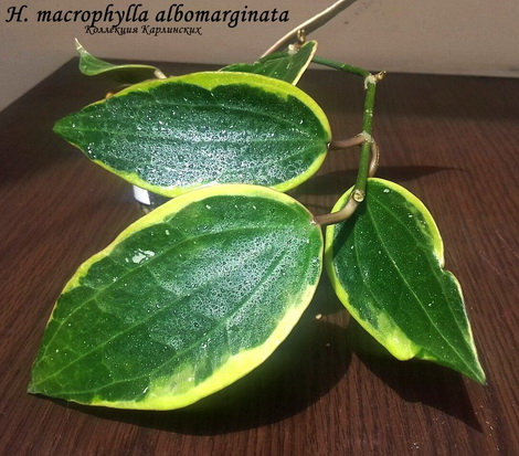  H. macrophylla albomarginata 