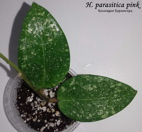  H. parasitica pink 