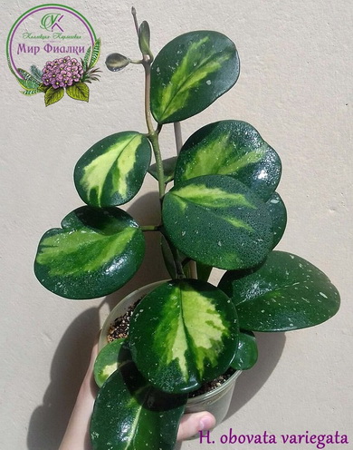  H. obovata variegata 