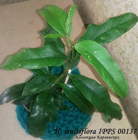  H. multiflora IPPS 00137 