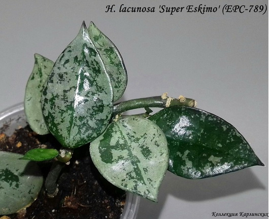  H. lacunosa Super Eskimo (EPC-789) 