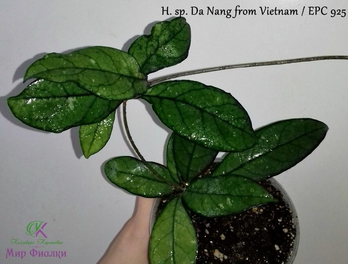  H. sp. Da Nang from Vietnam / EPC 925 