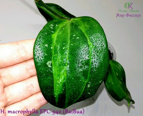  H. macrophylla EPC-942 (BaiBua) 