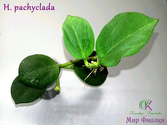  H. pachyclada 